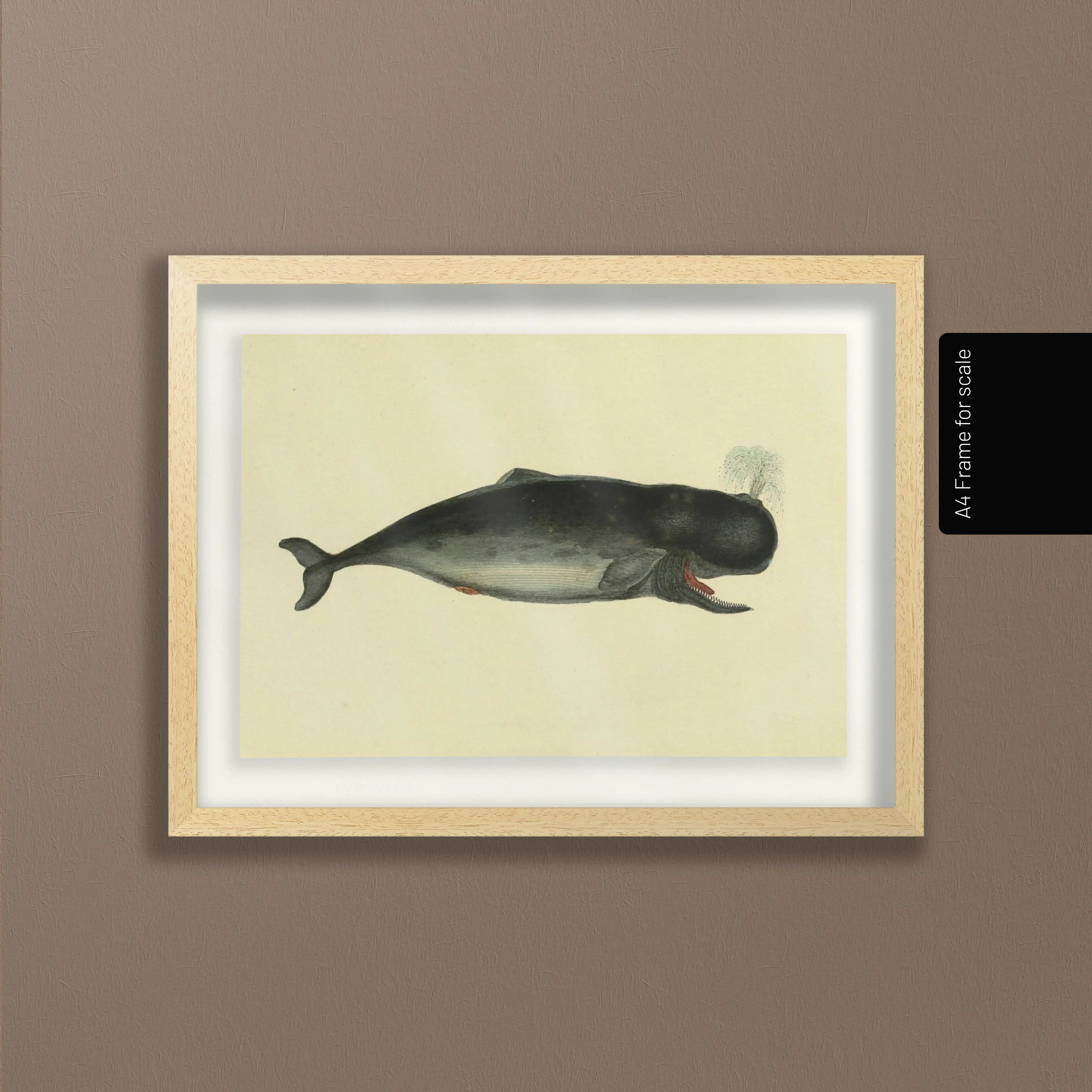 Natural History: Plate No. 115