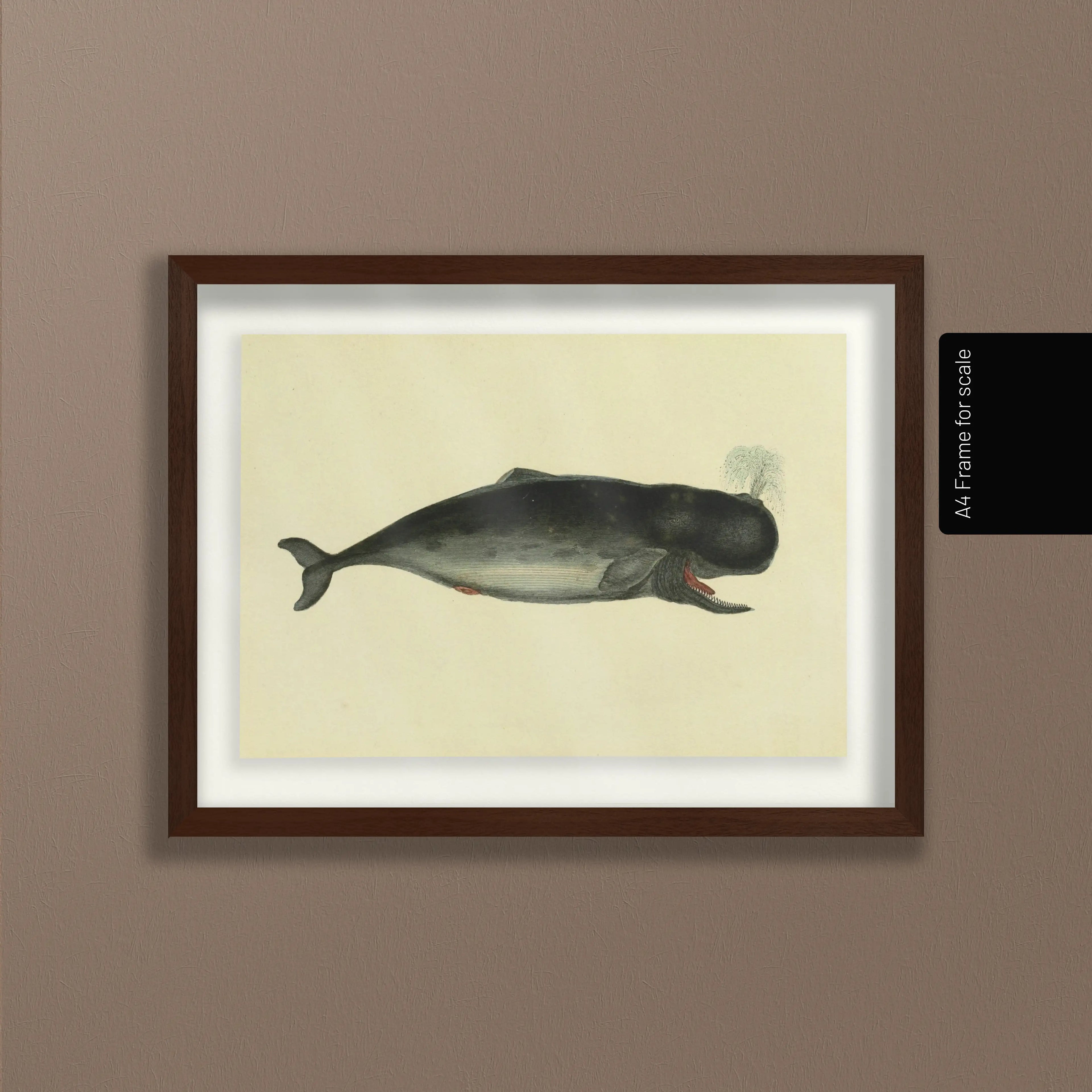 Natural History: Plate No. 115