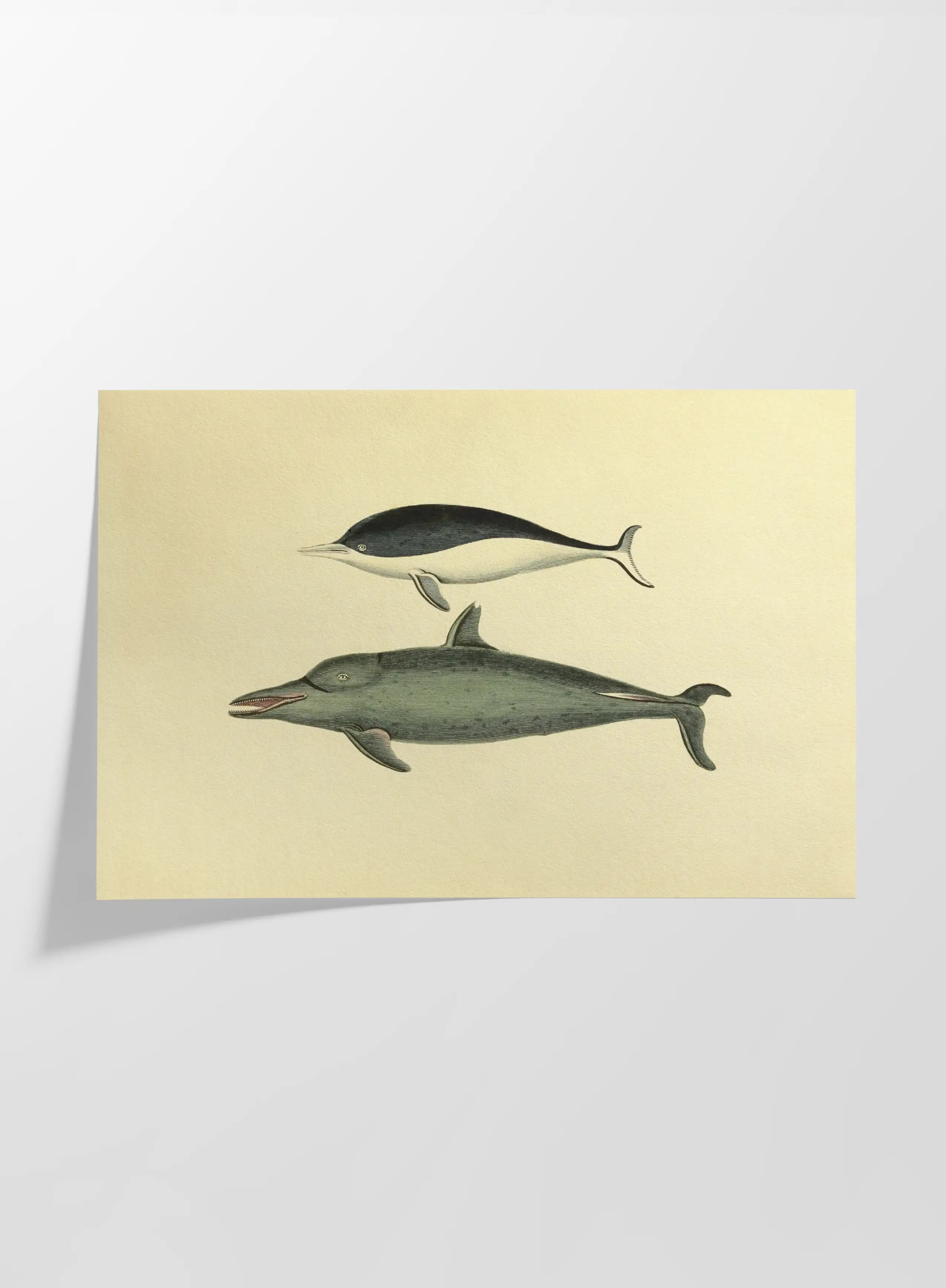 Natural History: Plate No. 116