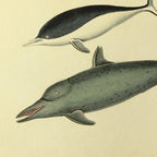 Natural History: Plate No. 116