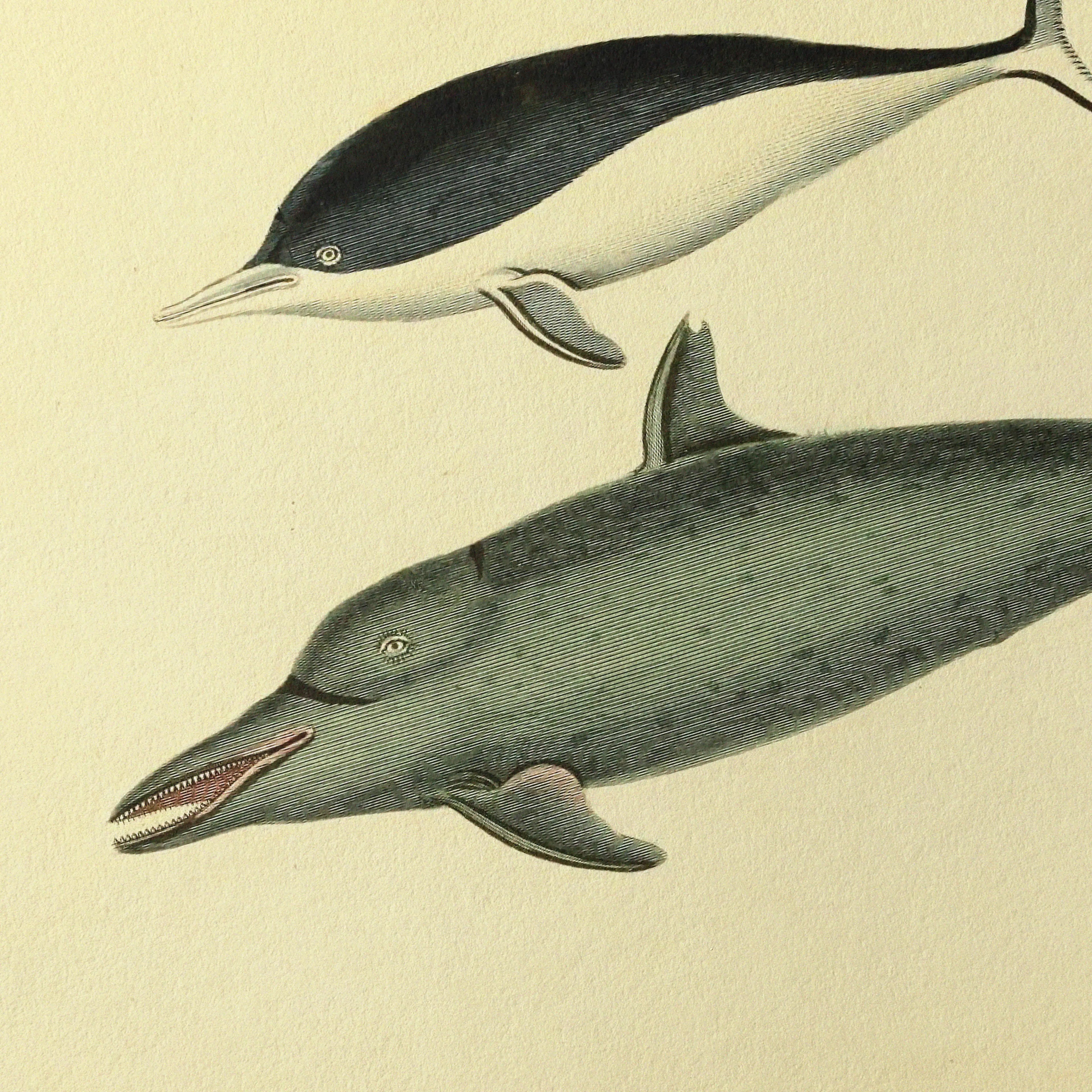 Natural History: Plate No. 116