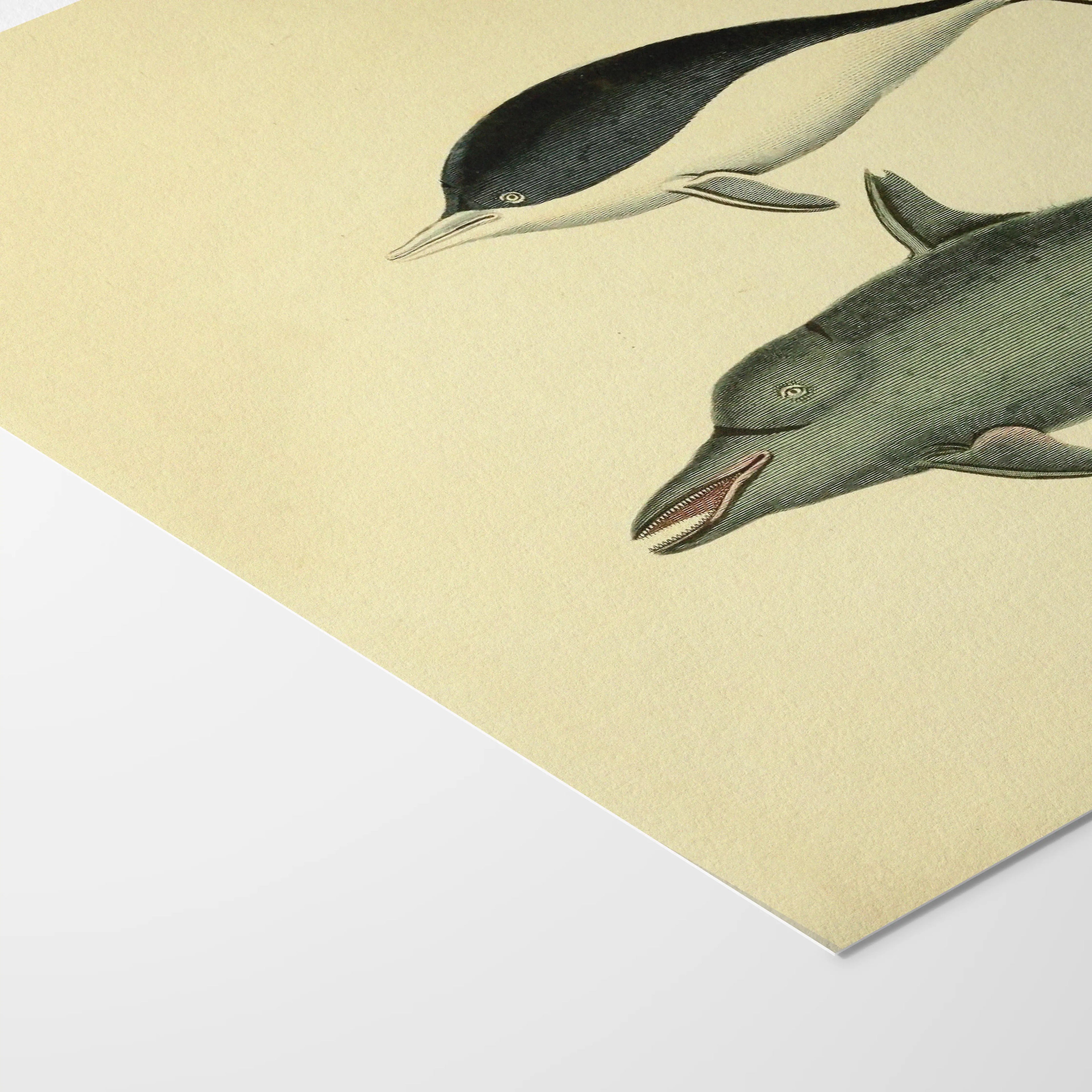 Natural History: Plate No. 116