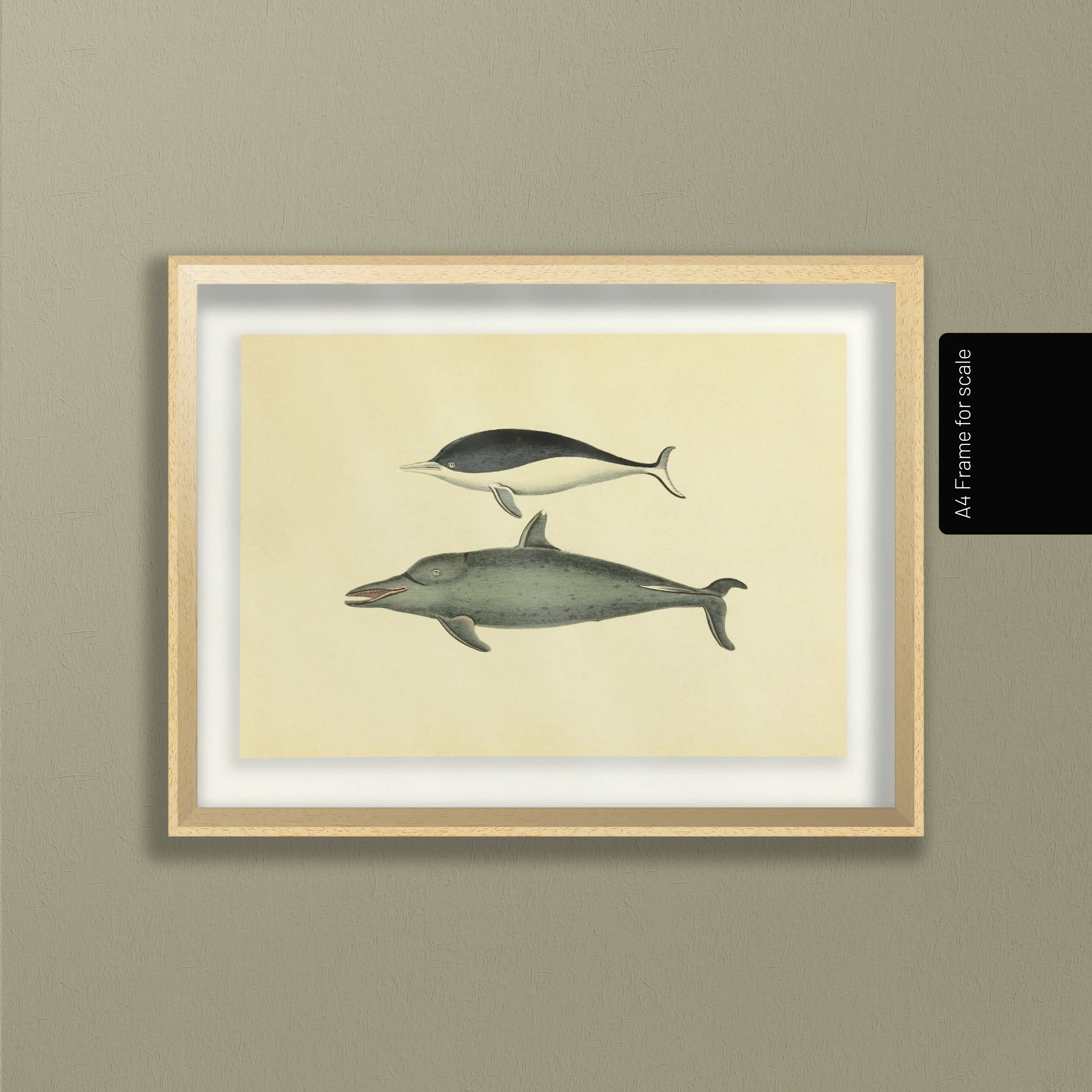 Natural History: Plate No. 116