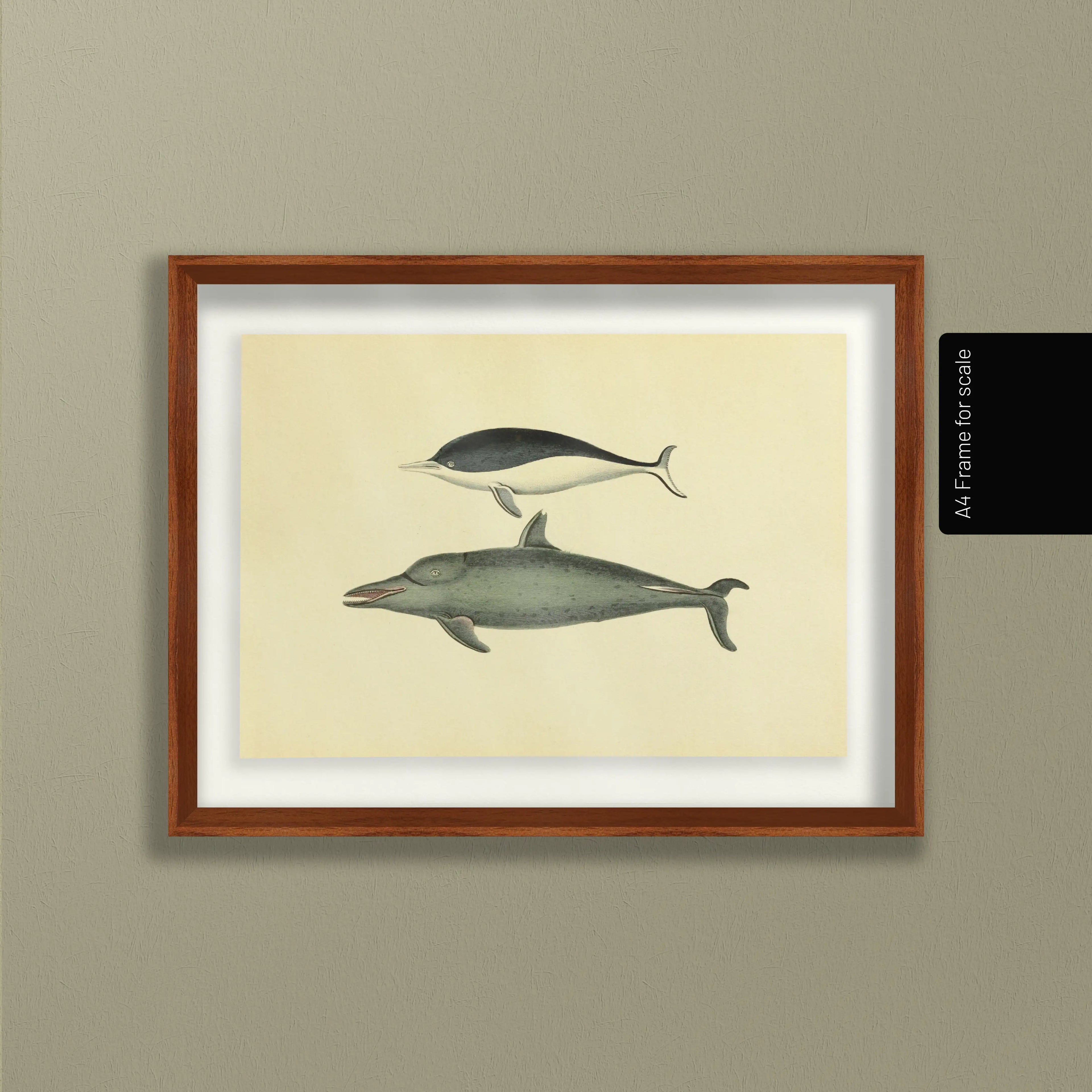 Natural History: Plate No. 116