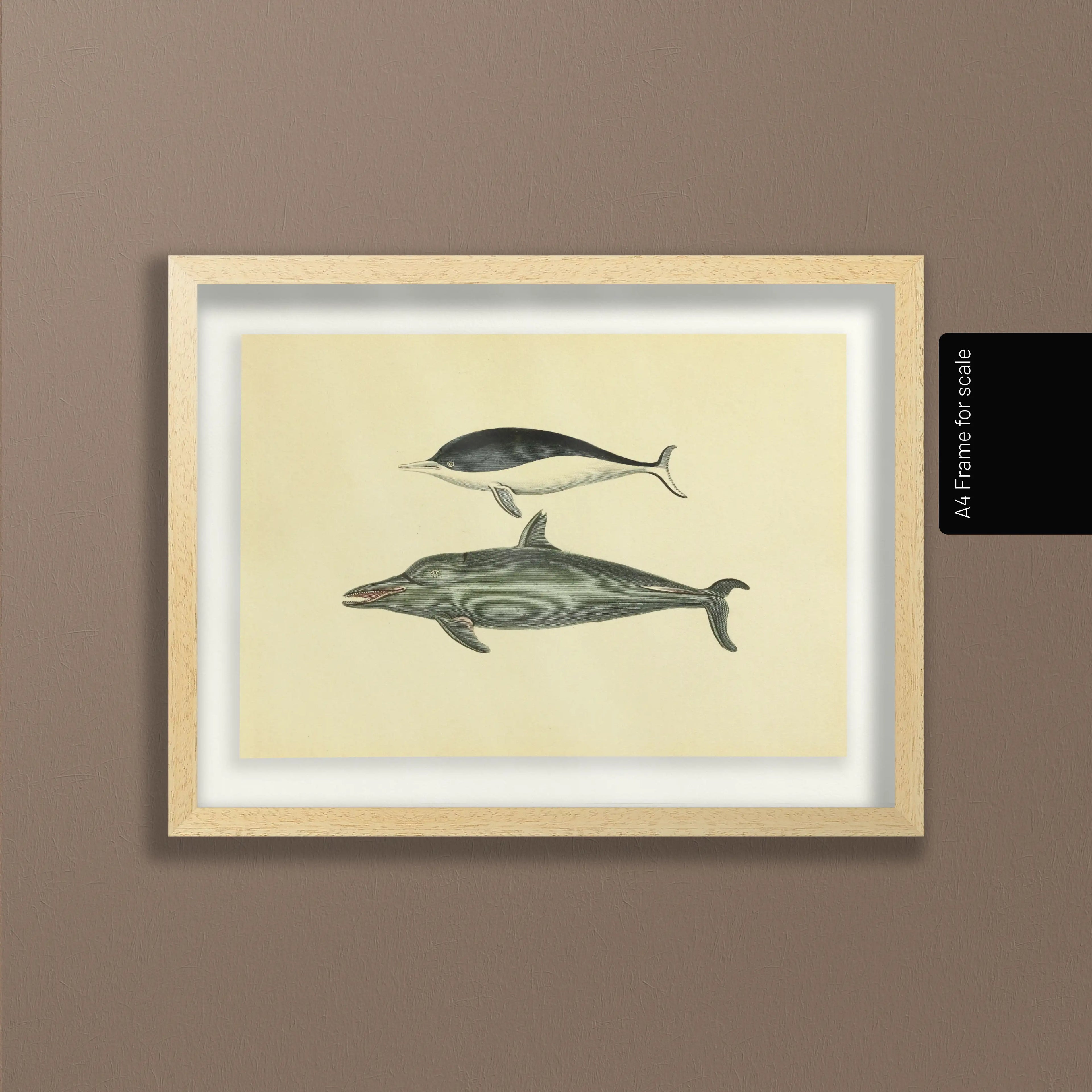 Natural History: Plate No. 116