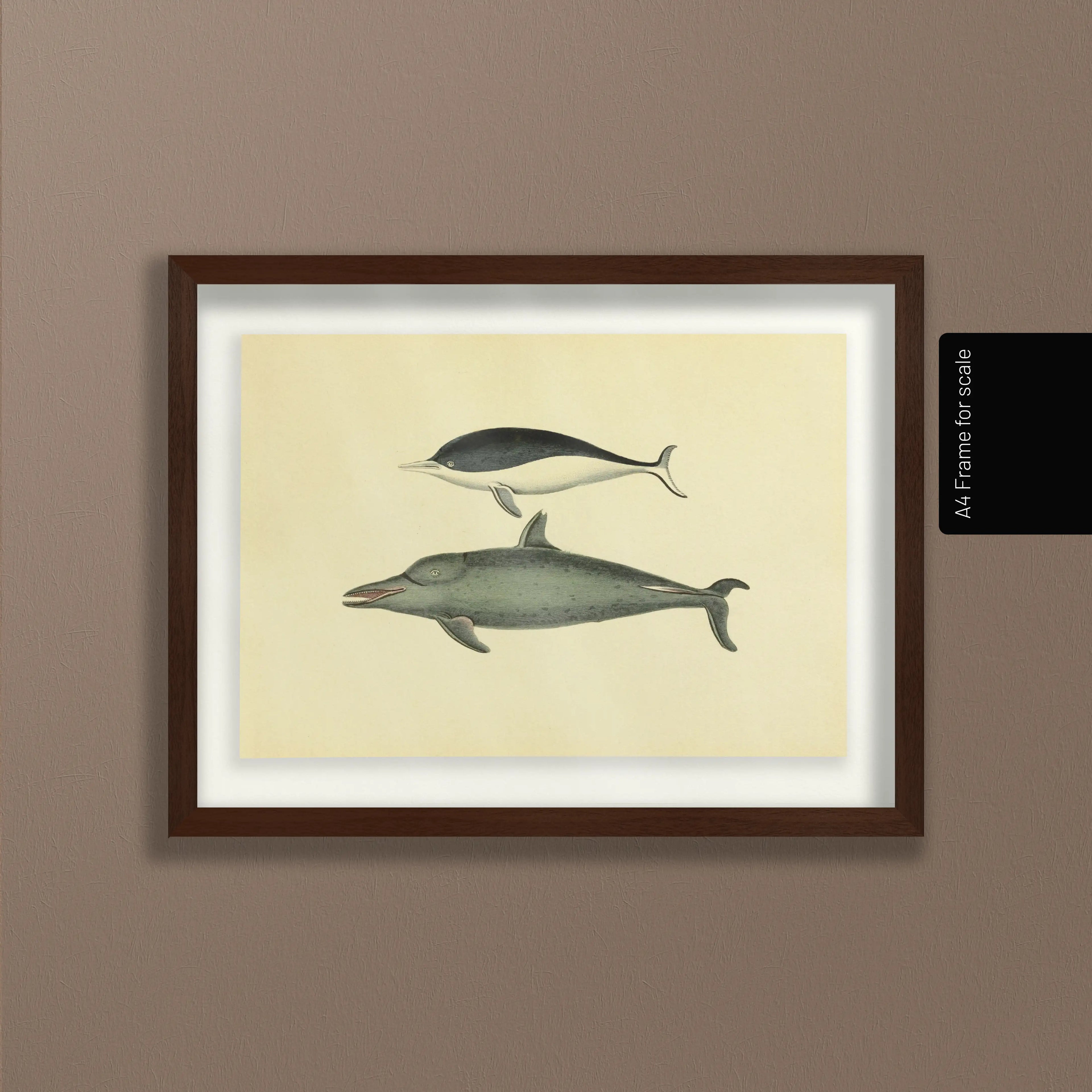 Natural History: Plate No. 116