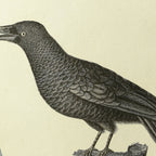 Natural History: Plate No. 117