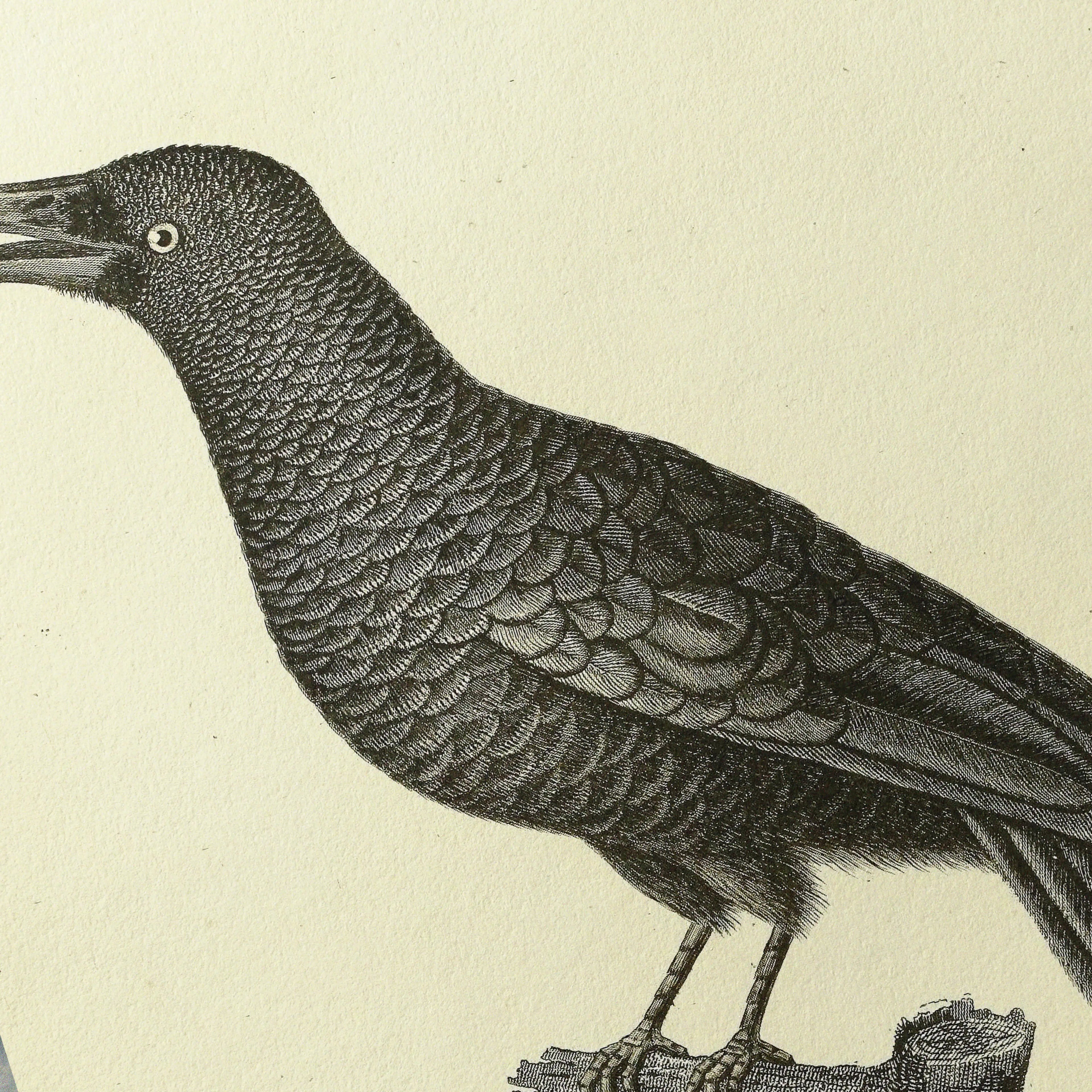 Natural History: Plate No. 117