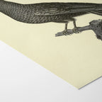 Natural History: Plate No. 117