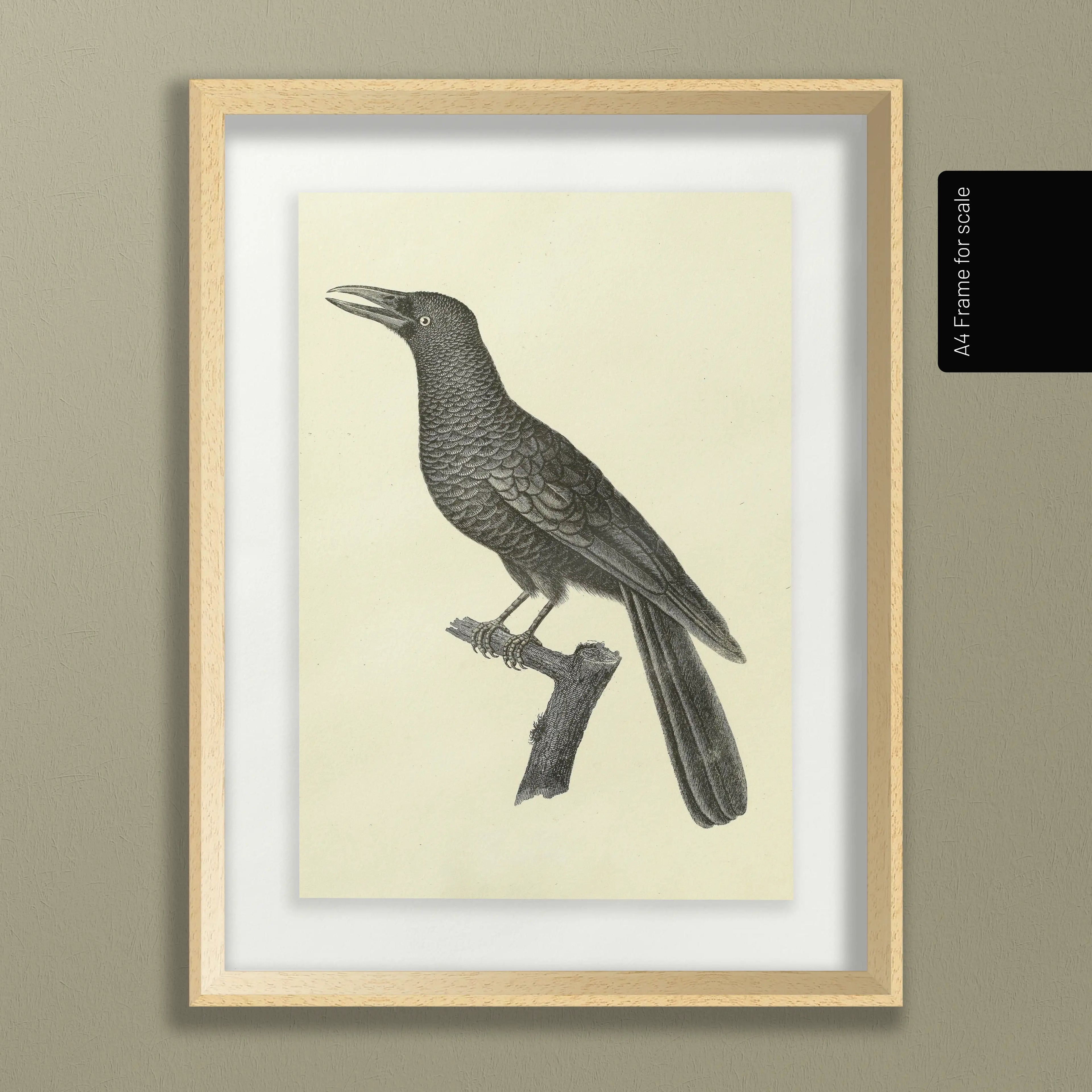 Natural History: Plate No. 117