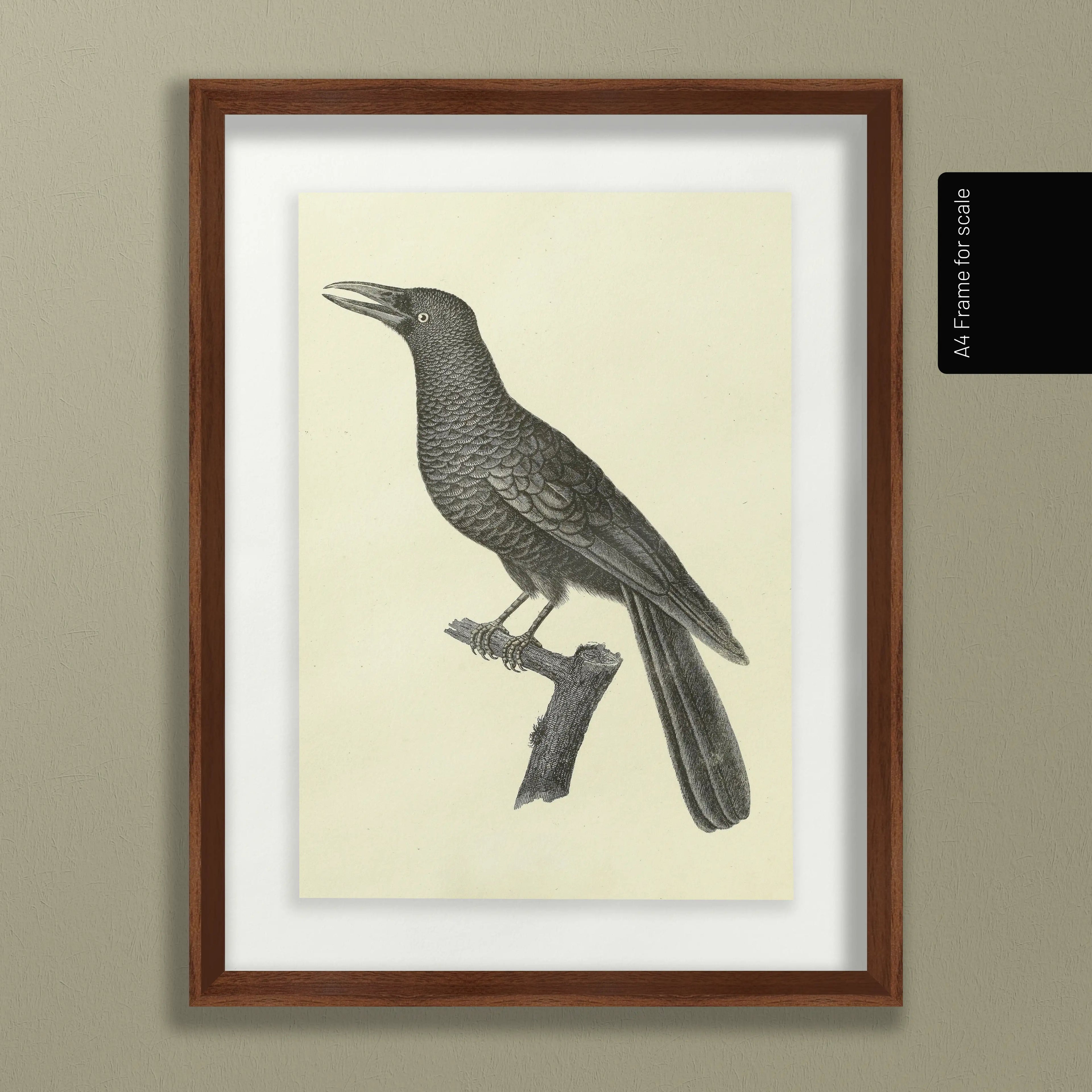 Natural History: Plate No. 117