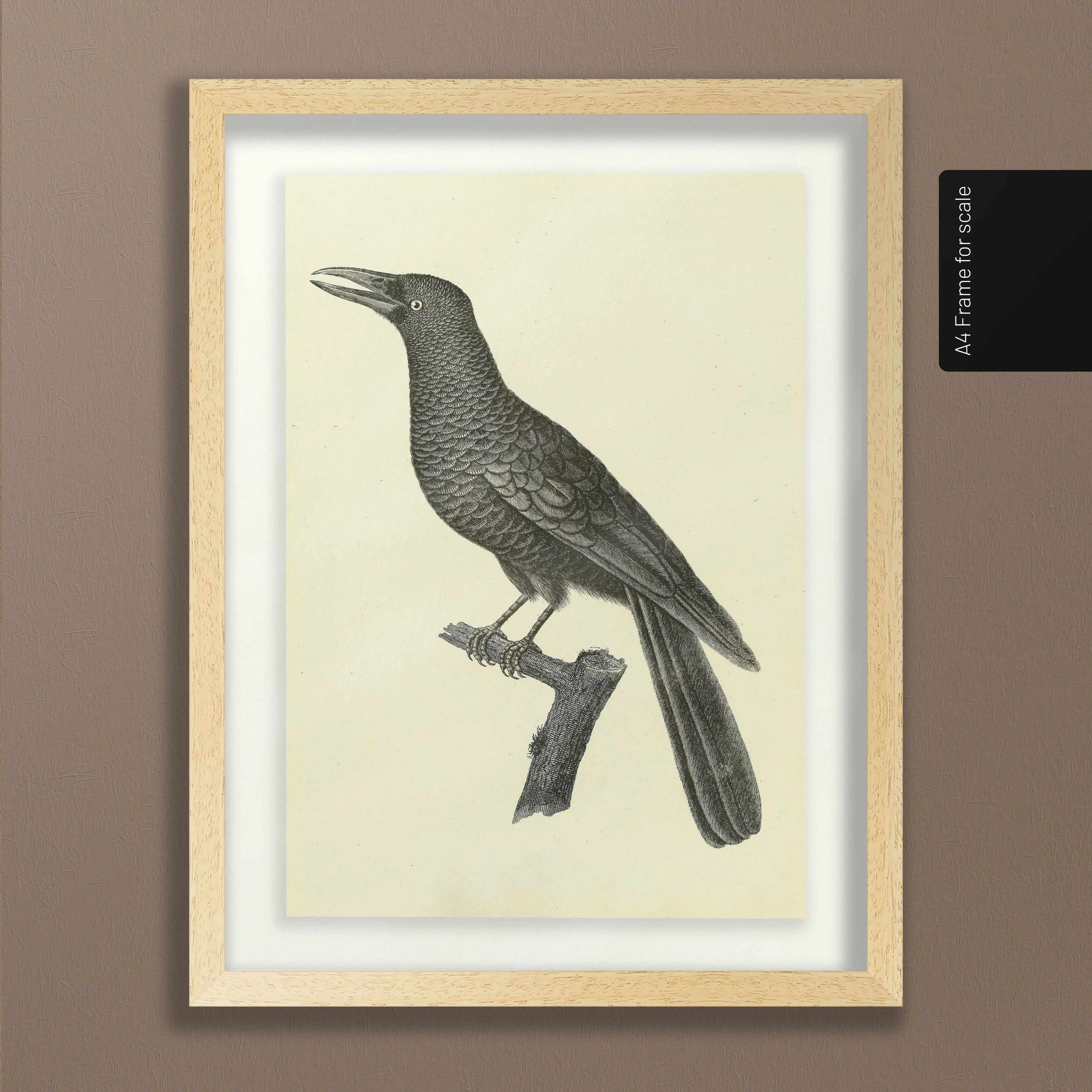 Natural History: Plate No. 117