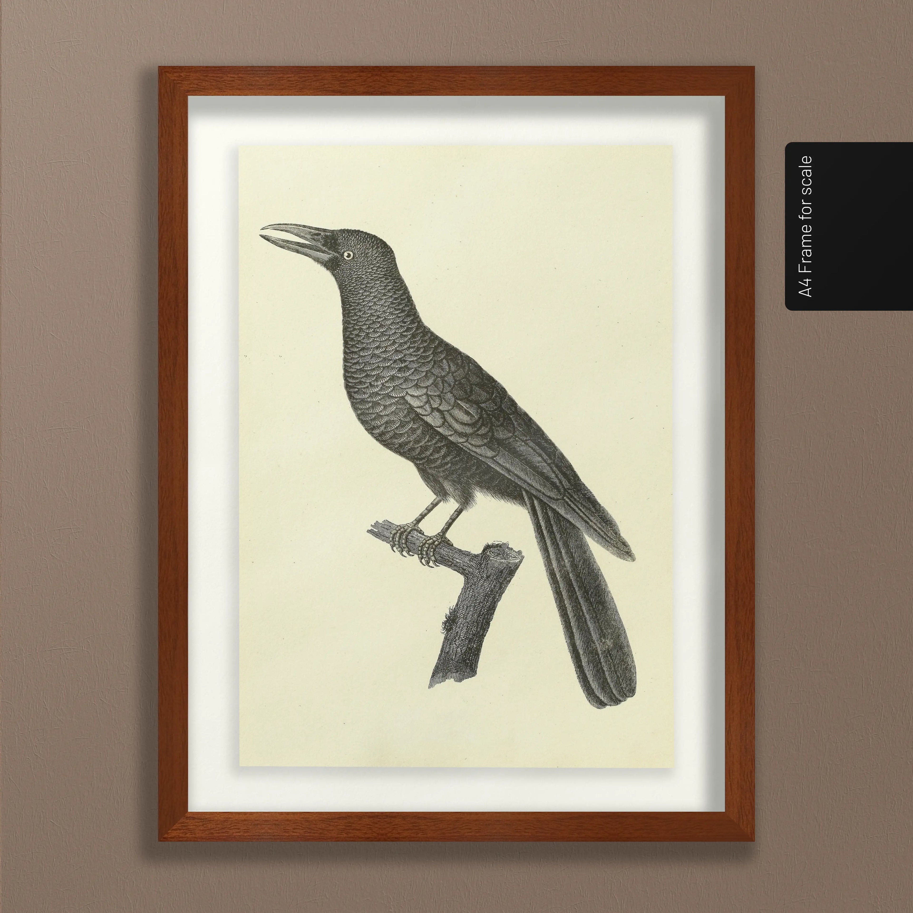 Natural History: Plate No. 117