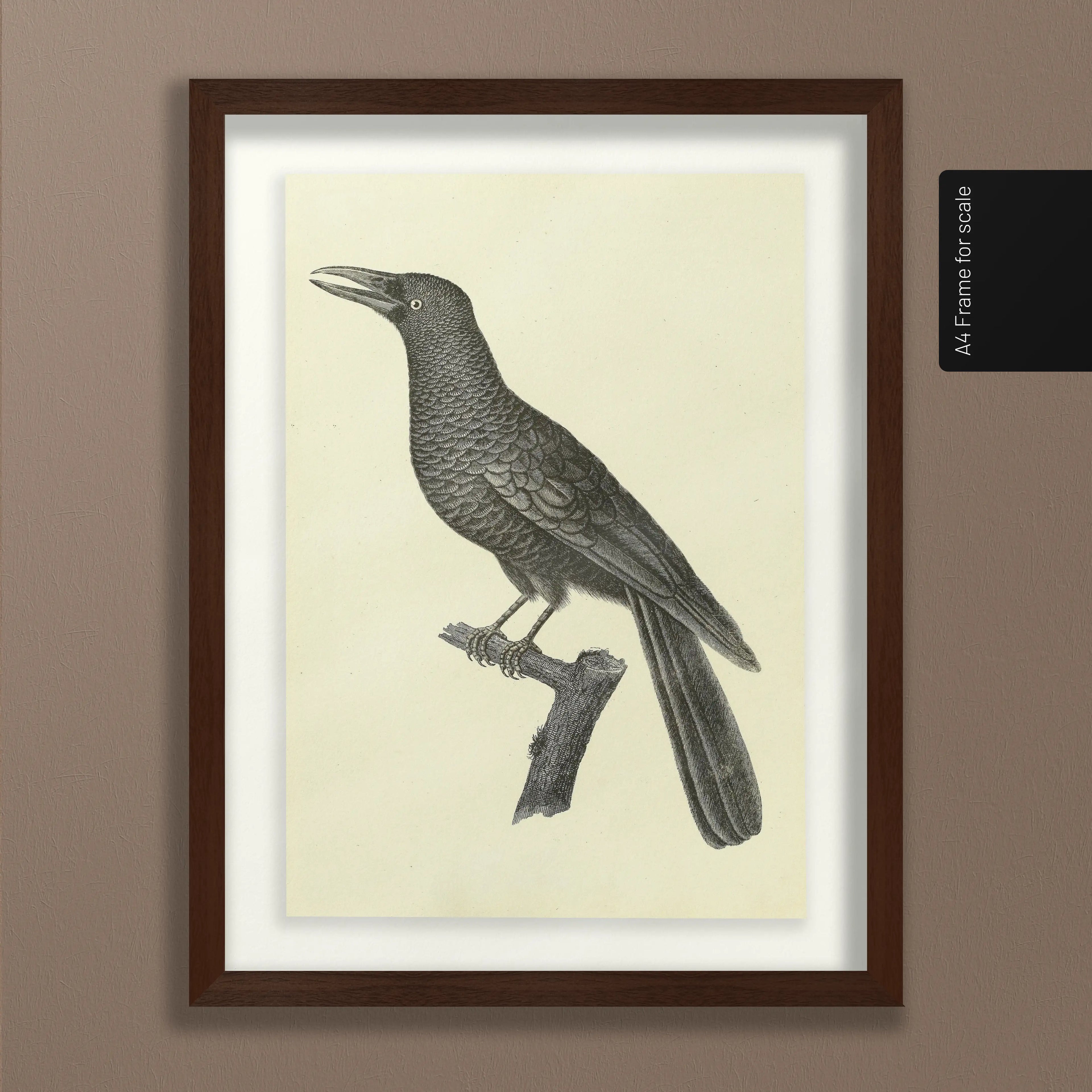 Natural History: Plate No. 117