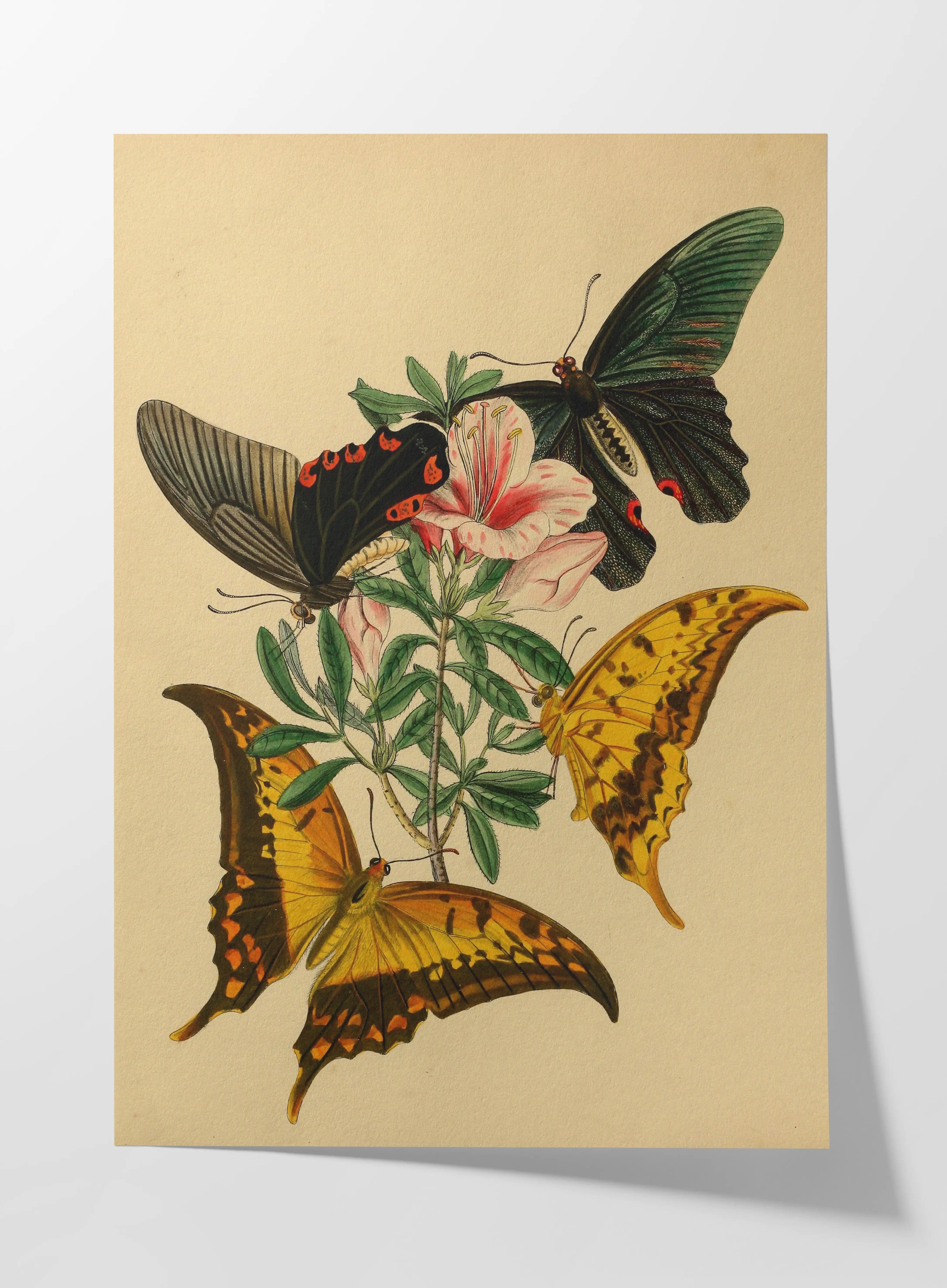 Natural History: Plate No. 01