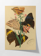 Natural History: Plate No. 02