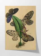 Natural History: Plate No. 03