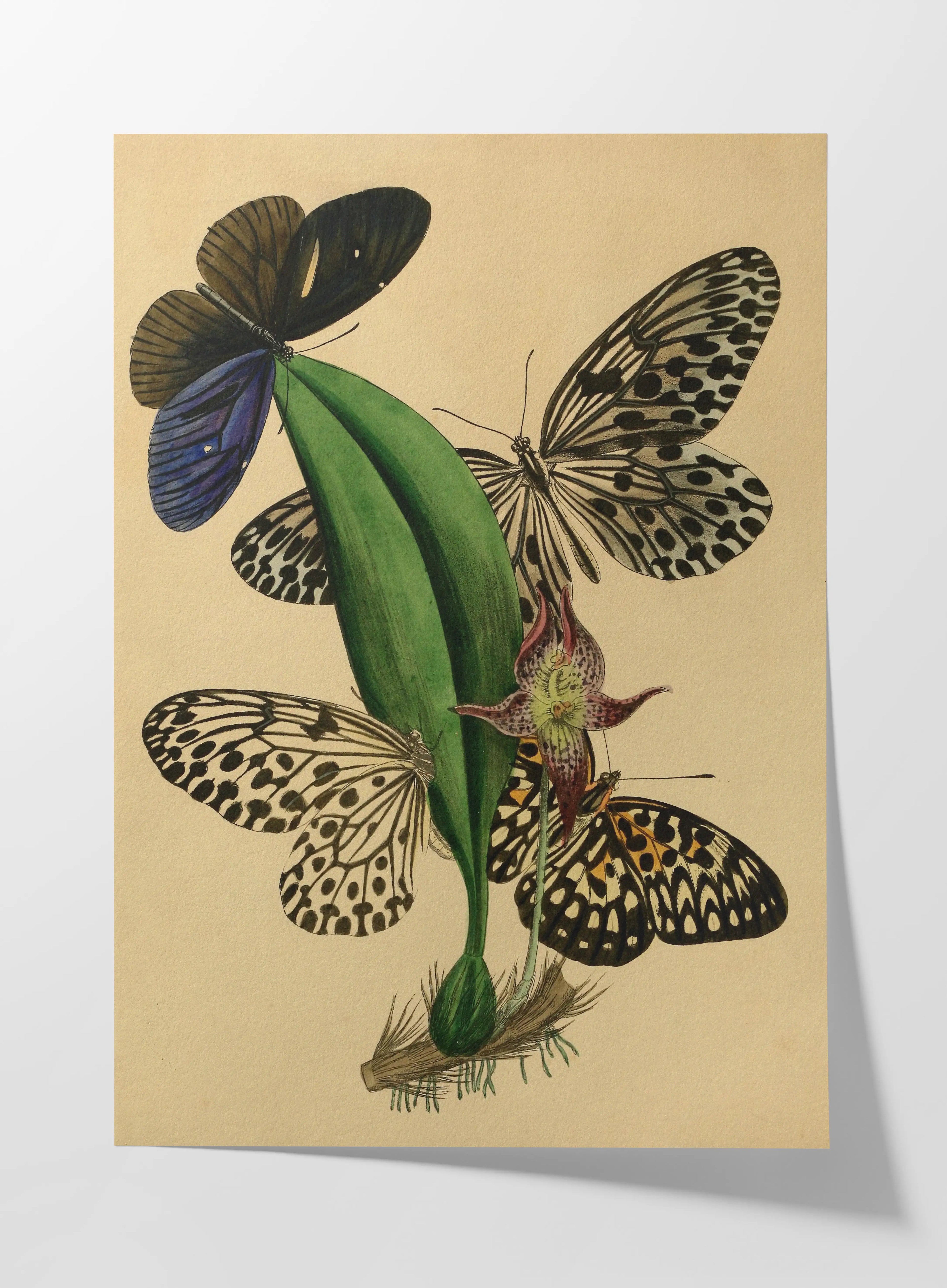 Natural History: Plate No. 03