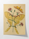 Natural History: Plate No. 04