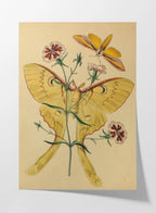 Natural History: Plate No. 04