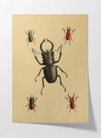 Natural History: Plate No. 05