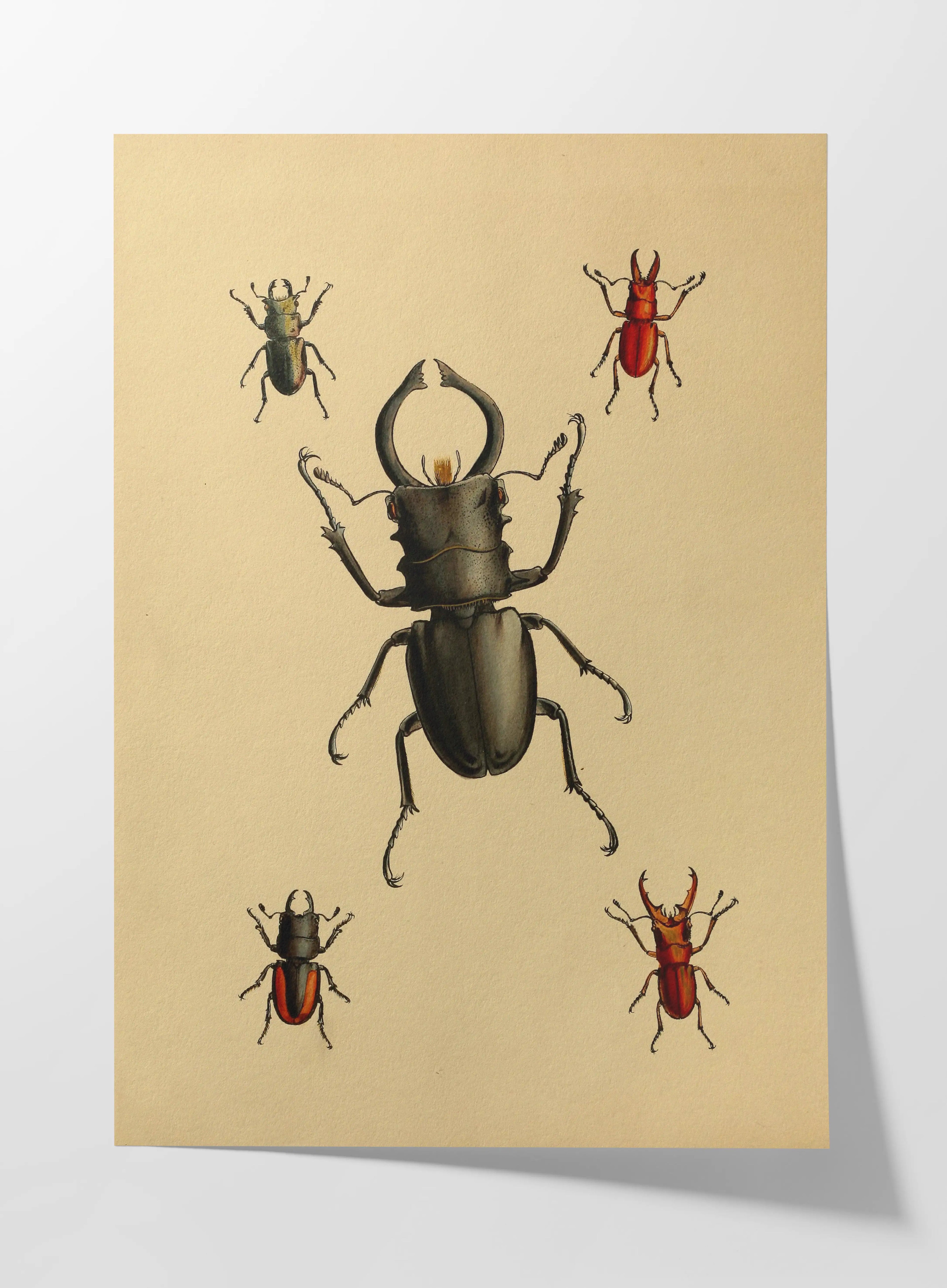 Natural History: Plate No. 05
