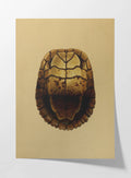 Natural History: Plate No. 08