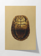 Natural History: Plate No. 08