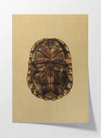 Natural History: Plate No. 09