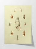 Natural History: Plate No. 10