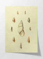 Natural History: Plate No. 10