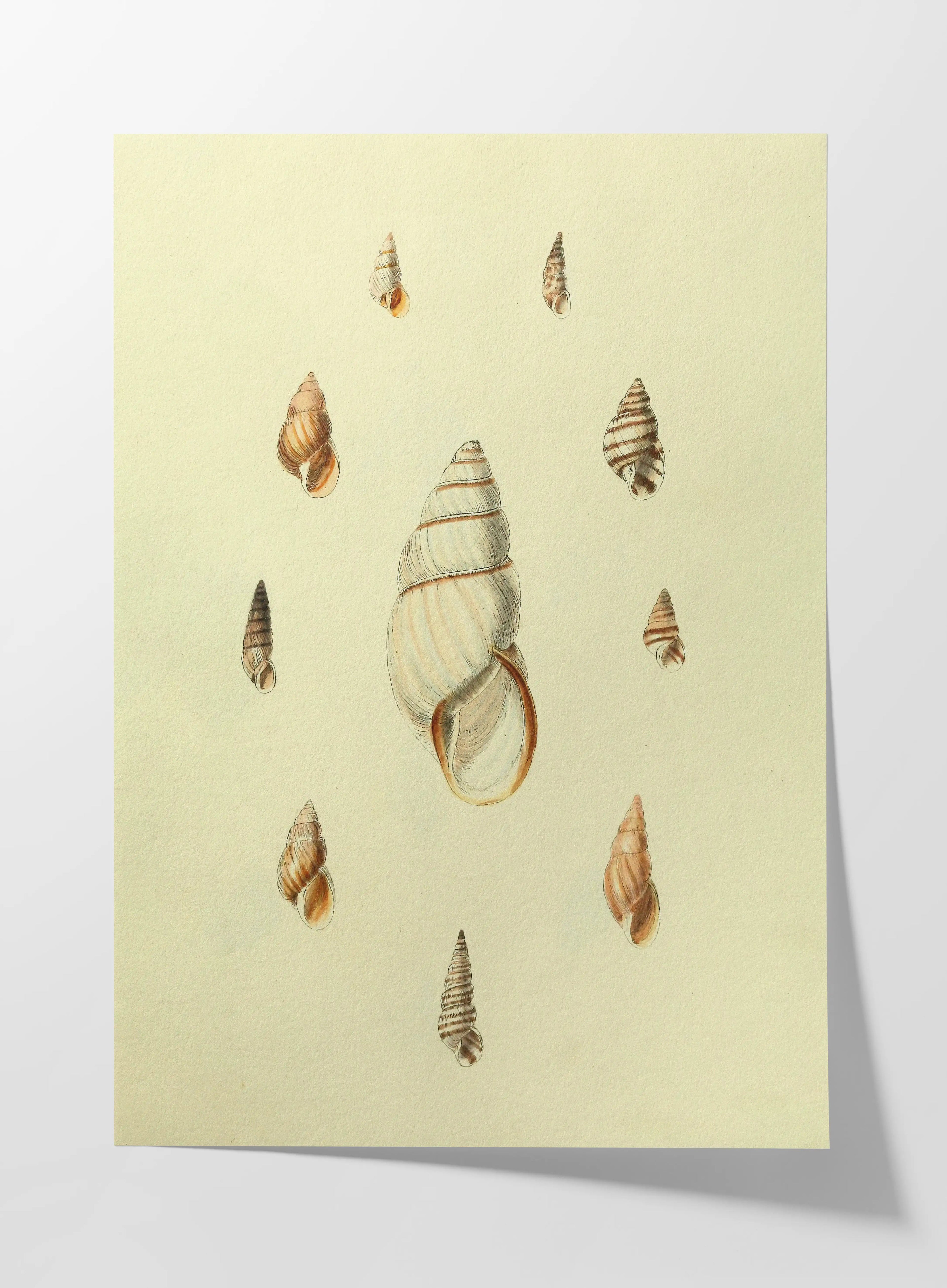 Natural History: Plate No. 10