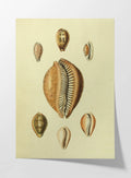 Natural History: Plate No. 11