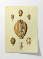 Natural History: Plate No. 11