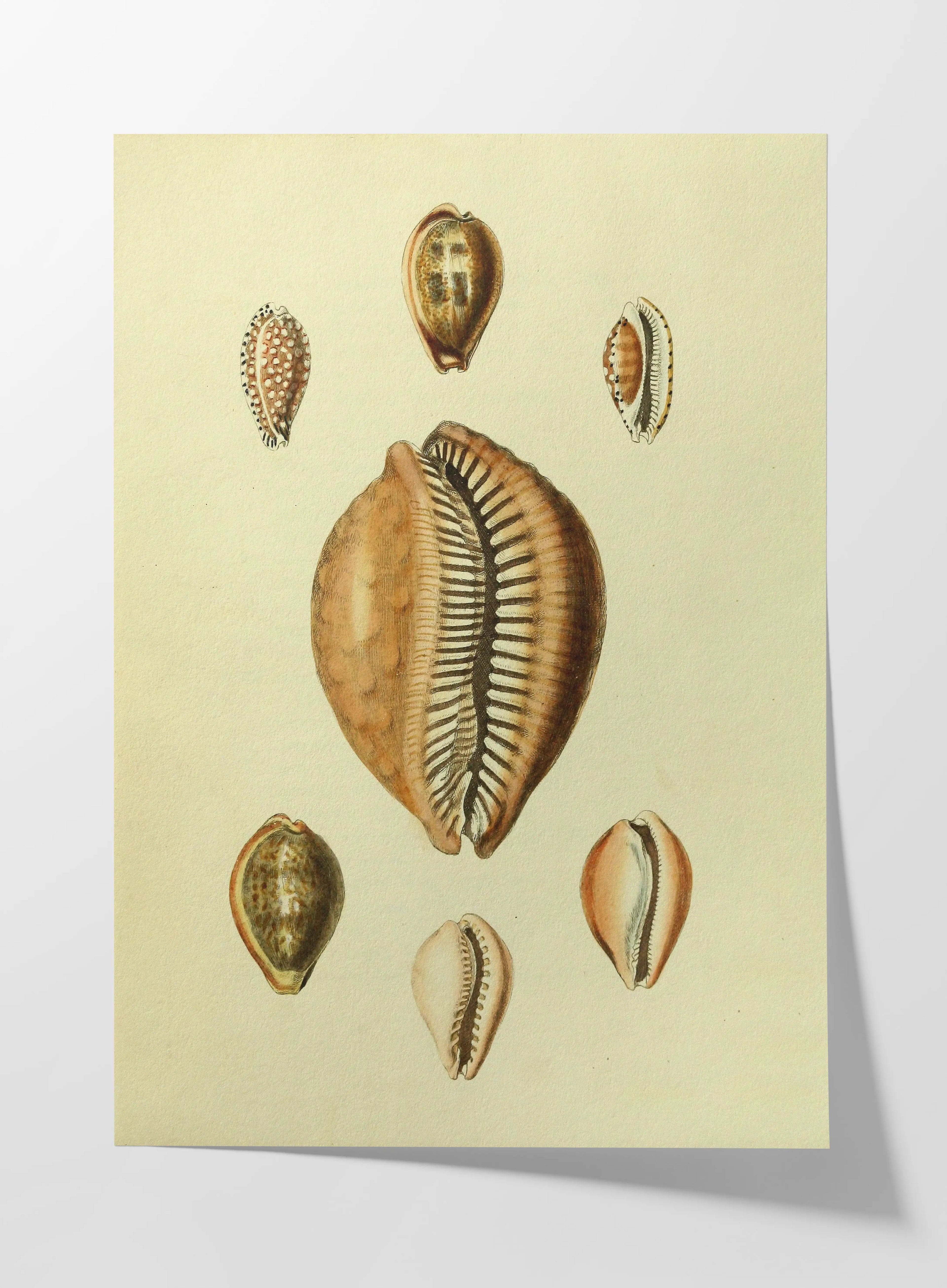 Natural History: Plate No. 11