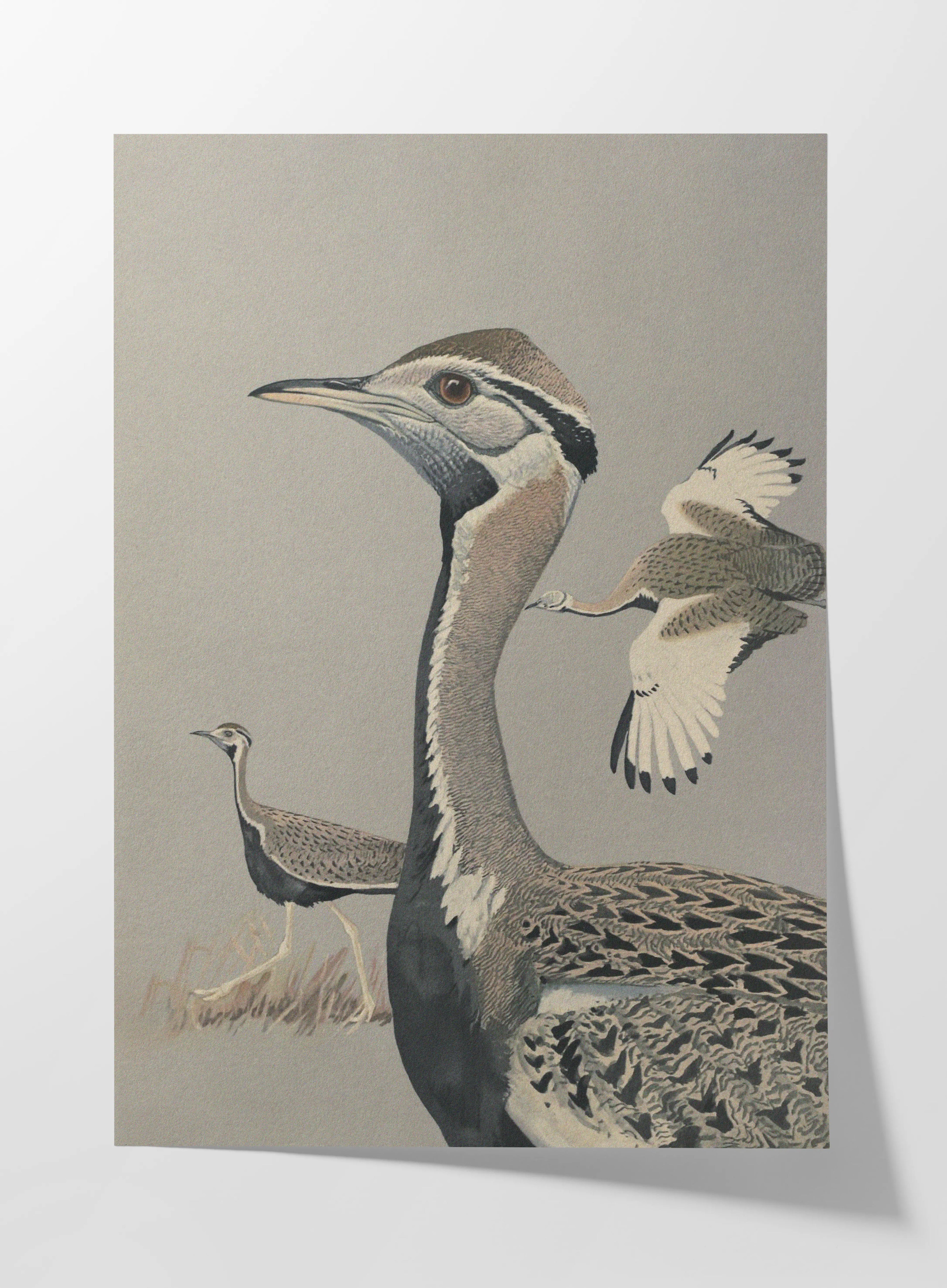 Natural History: Plate No. 13