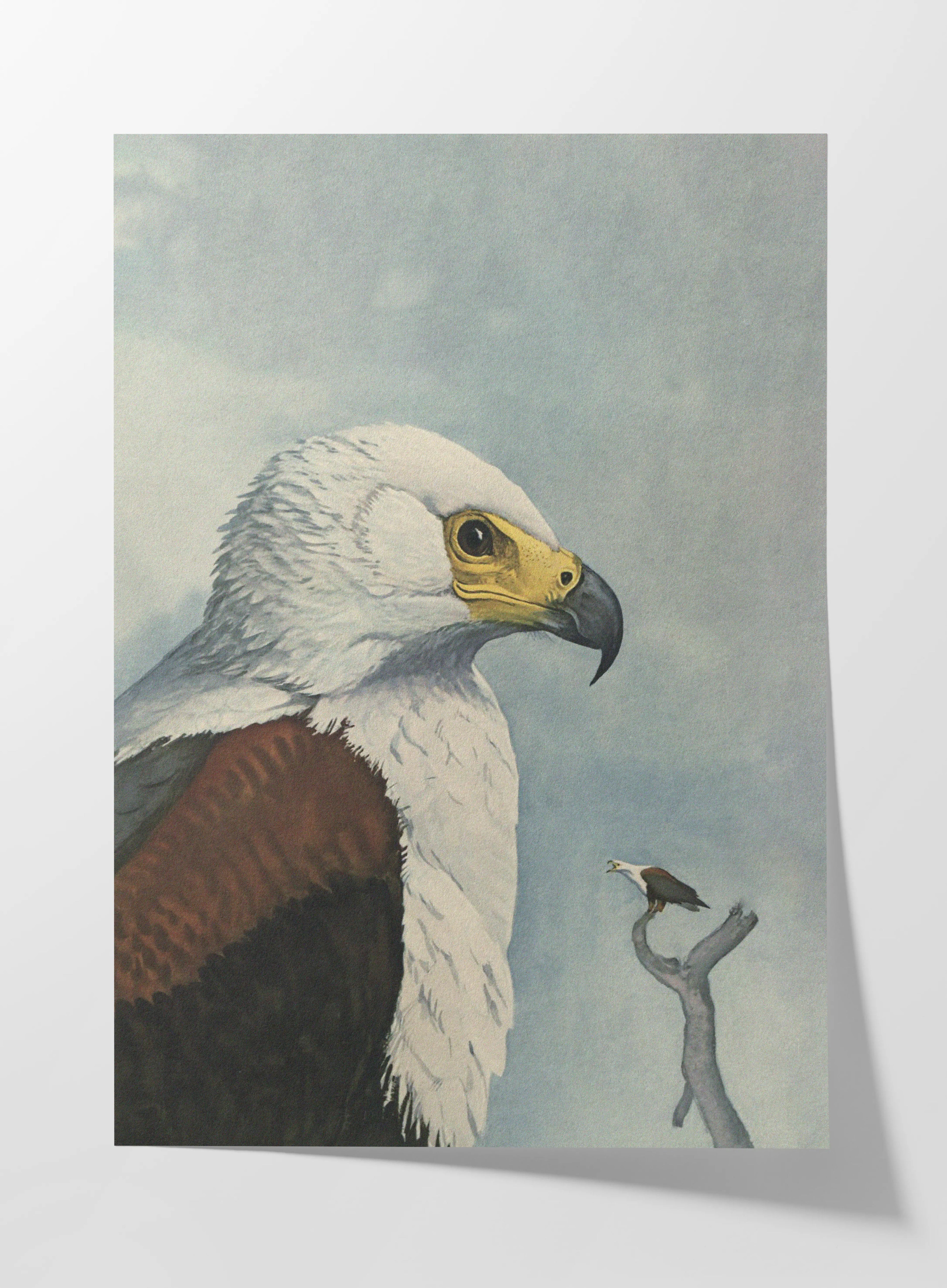 Natural History: Plate No. 14