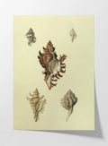 Natural History: Plate No. 15
