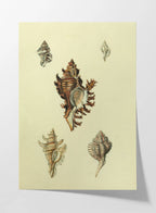 Natural History: Plate No. 15