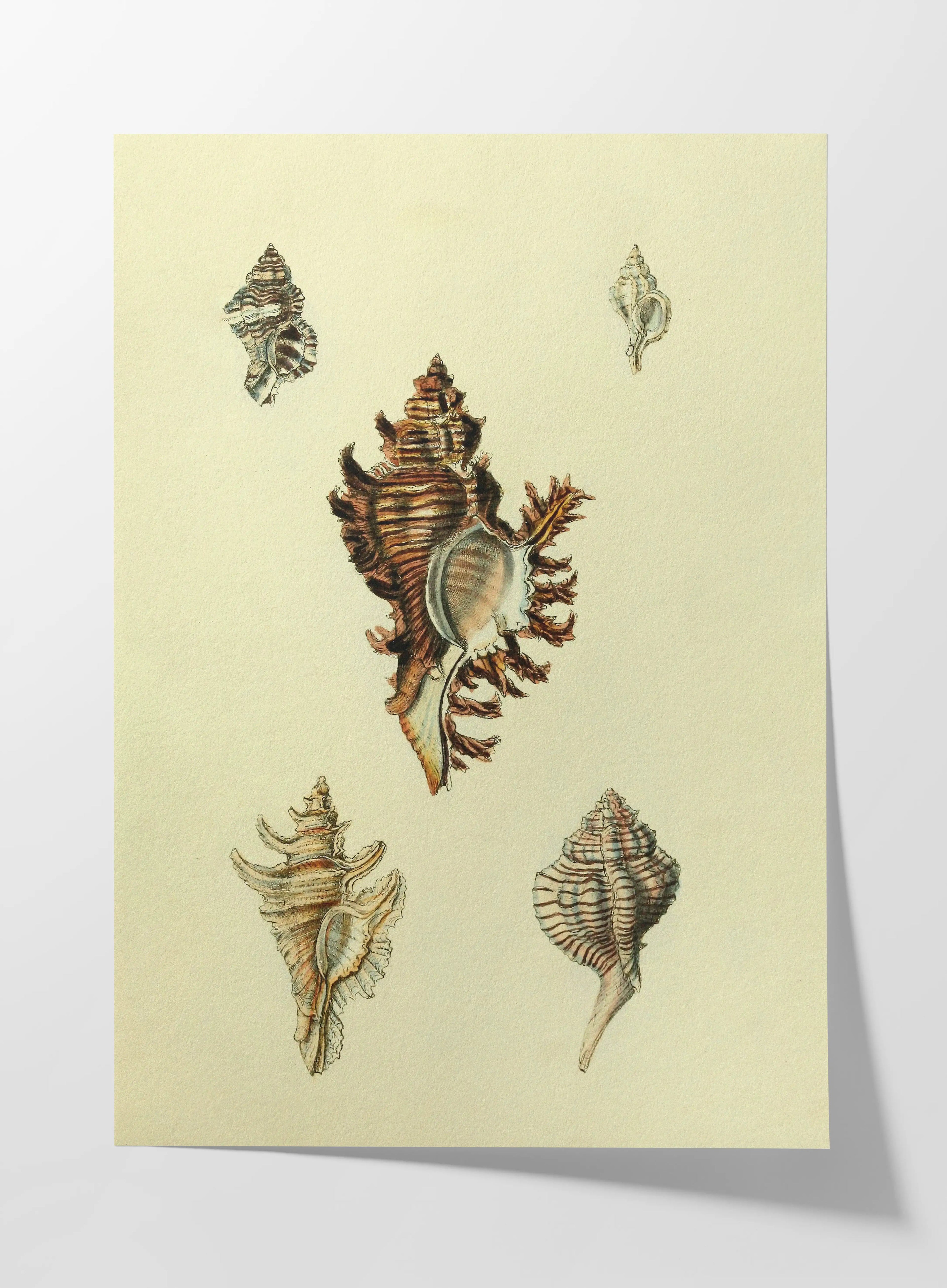 Natural History: Plate No. 15