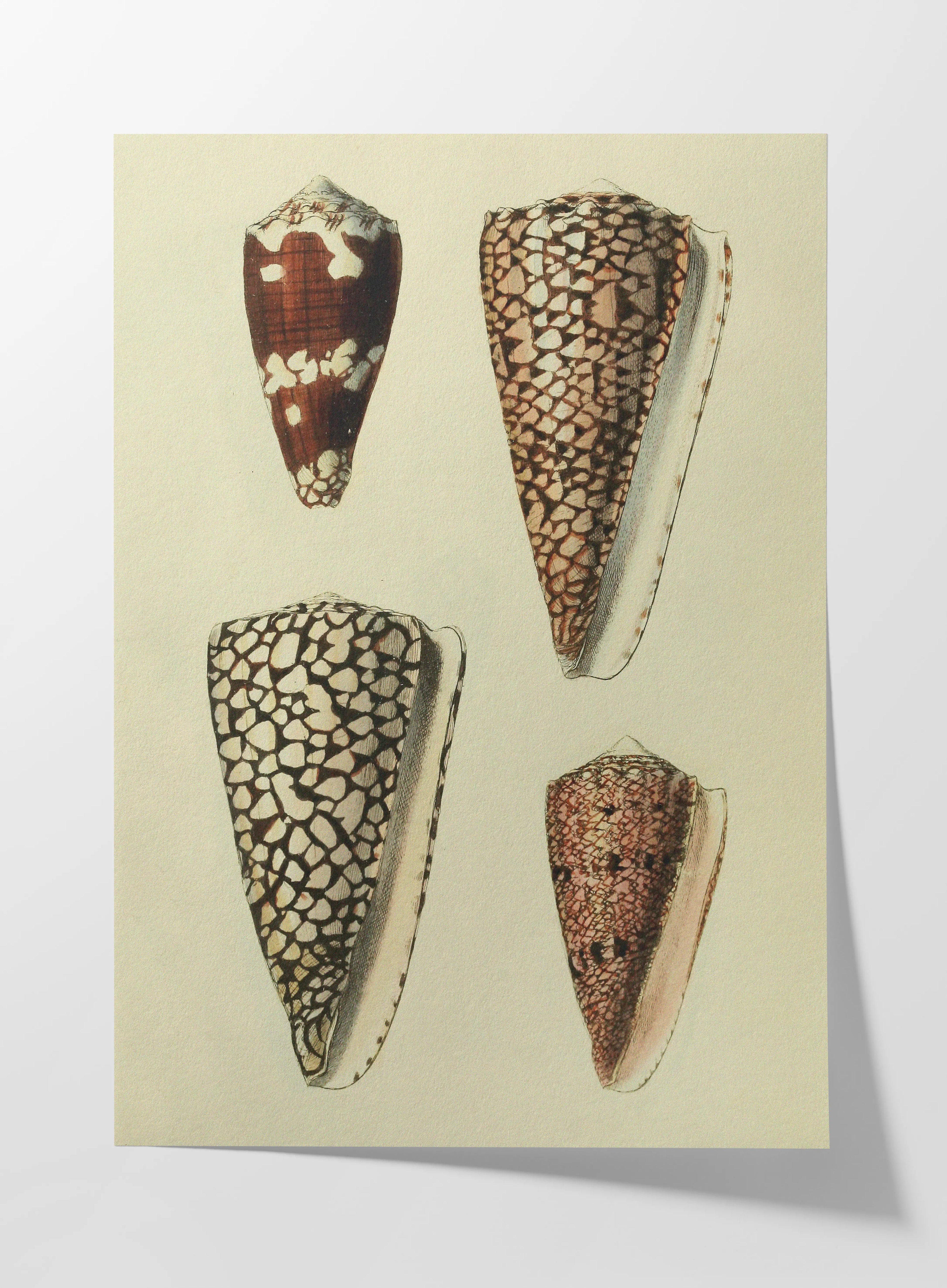 Natural History: Plate No. 16