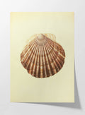 Natural History: Plate No. 17