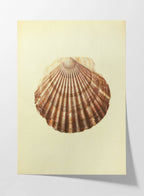 Natural History: Plate No. 17