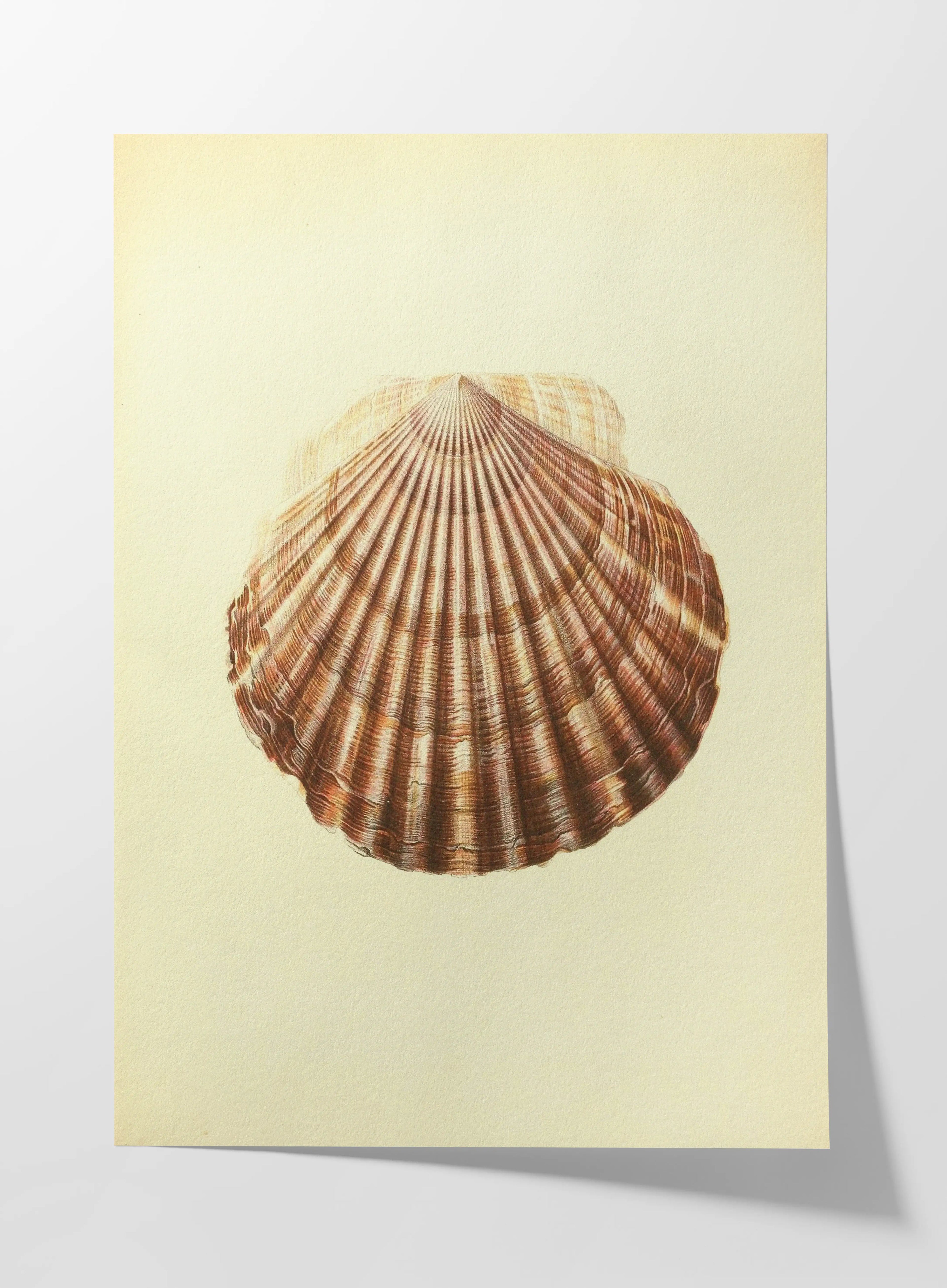 Natural History: Plate No. 17