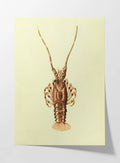 Natural History: Plate No. 18