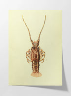 Natural History: Plate No. 18