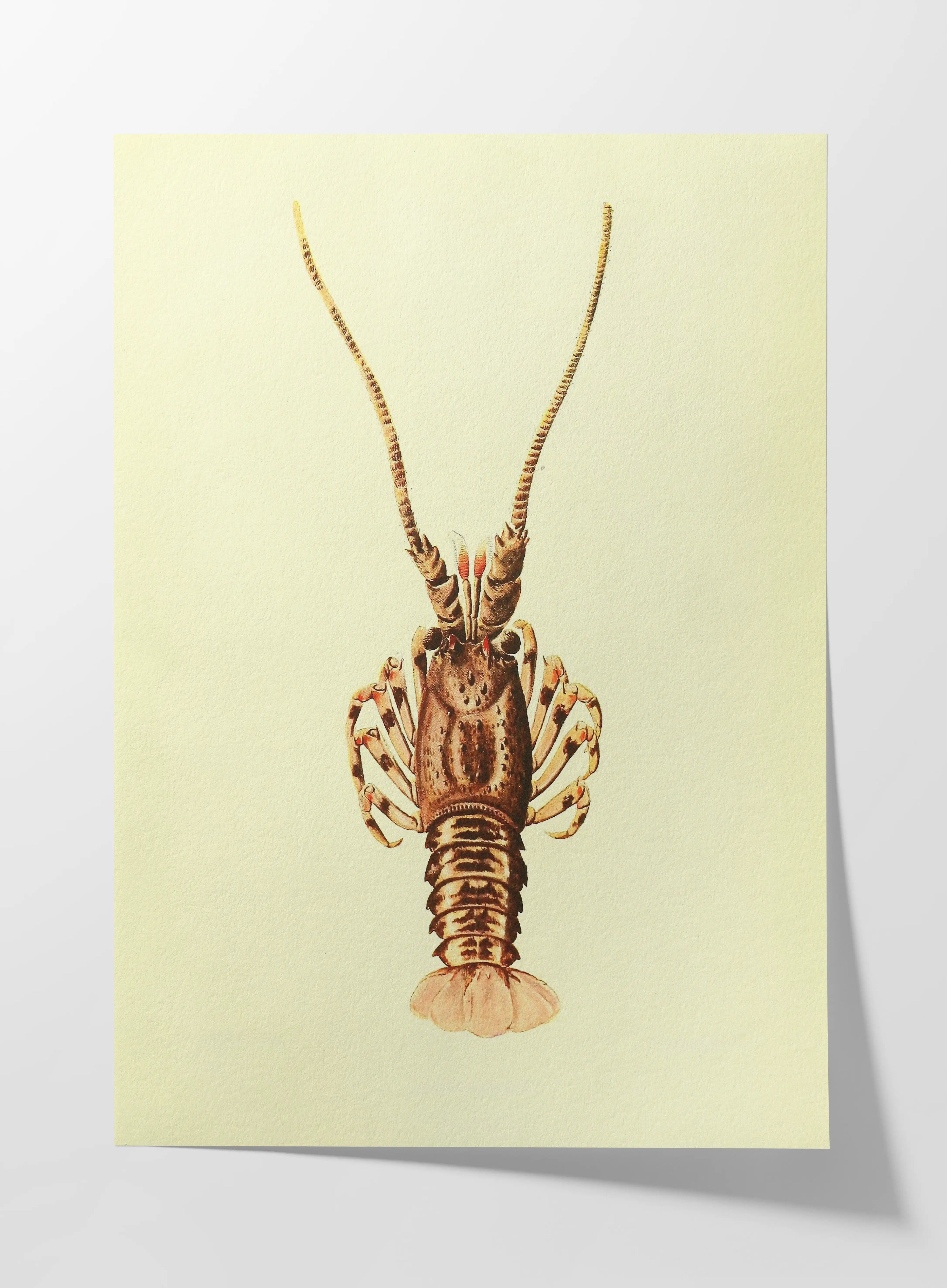 Natural History: Plate No. 18