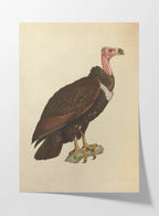 Natural History: Plate No. 19