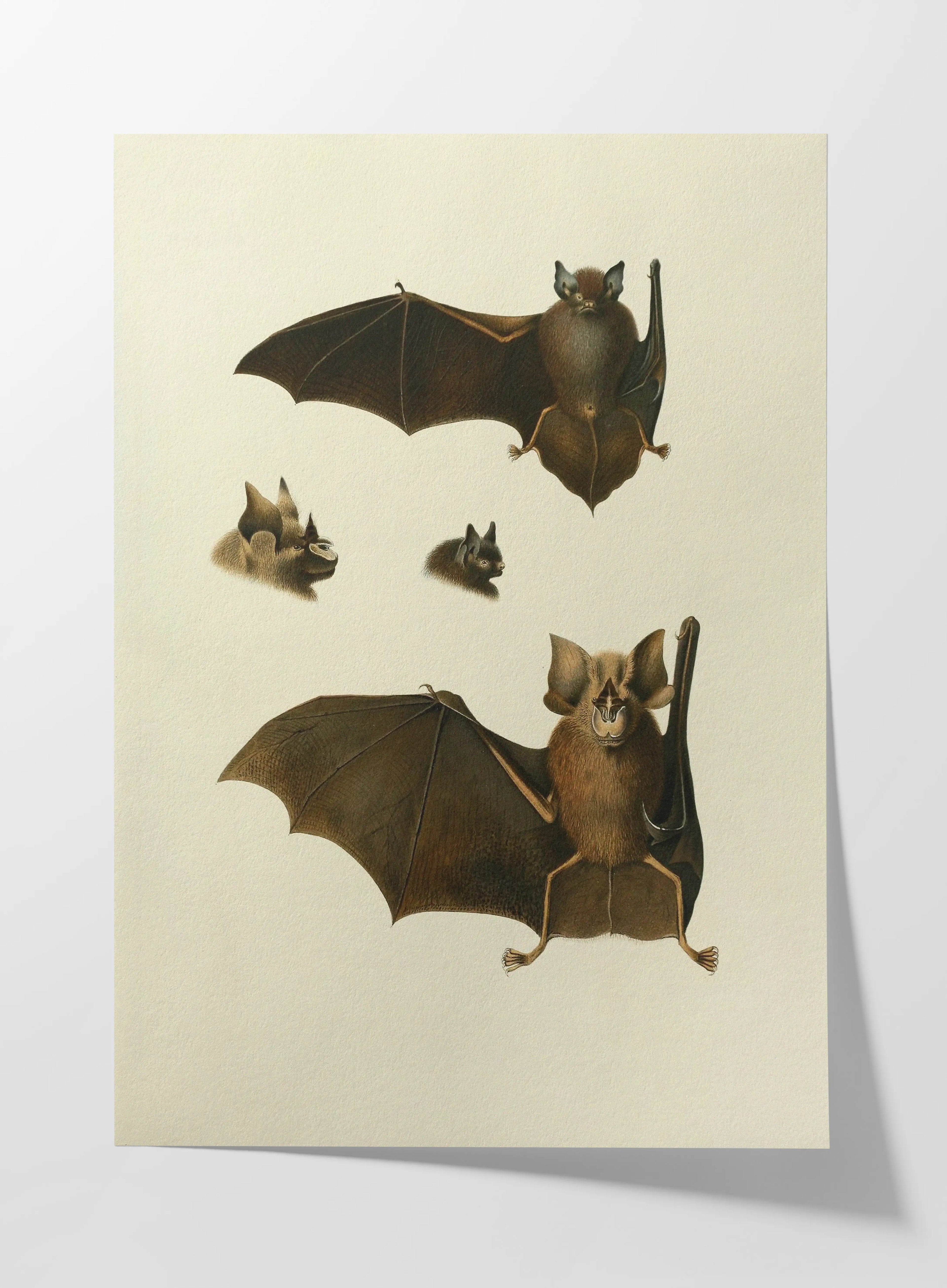 Natural History: Plate No. 20