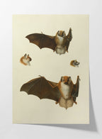 Natural History: Plate No. 21